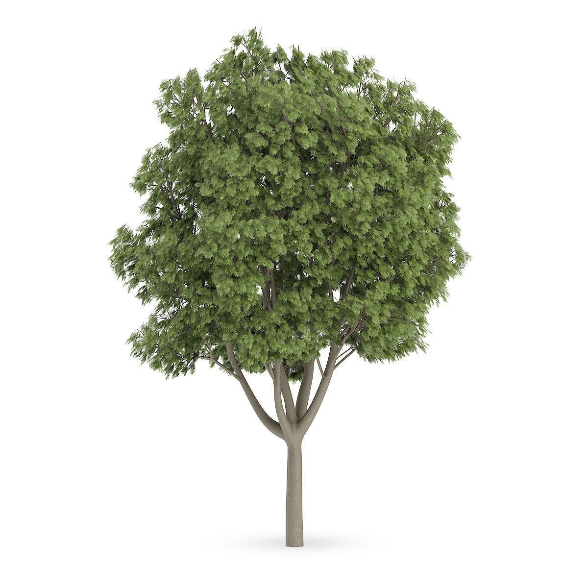 Common Ash 3D model_2