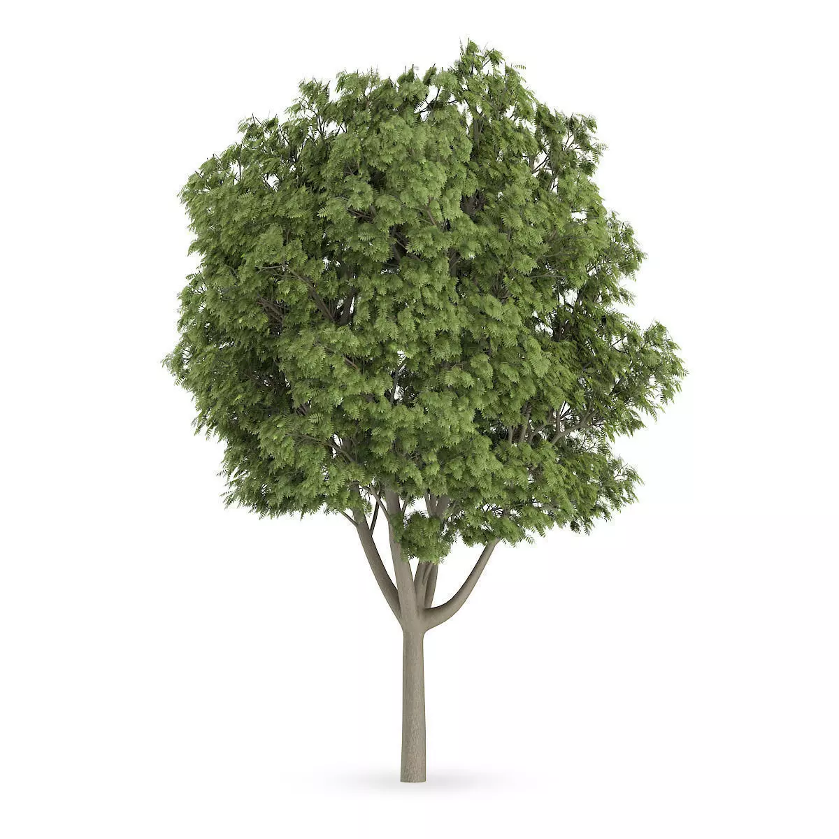 Common Ash 3D model_0