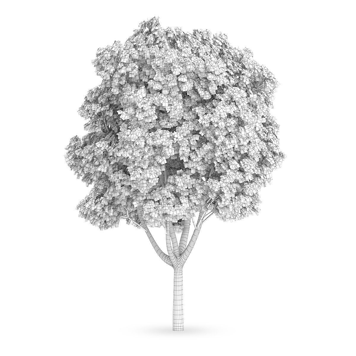 Common Ash 3D model_1