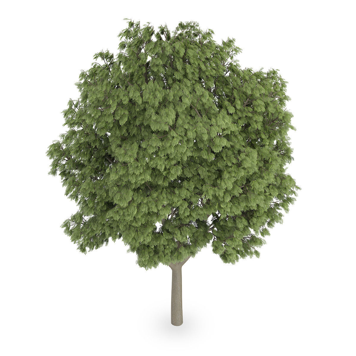 Common Ash 3D model_4