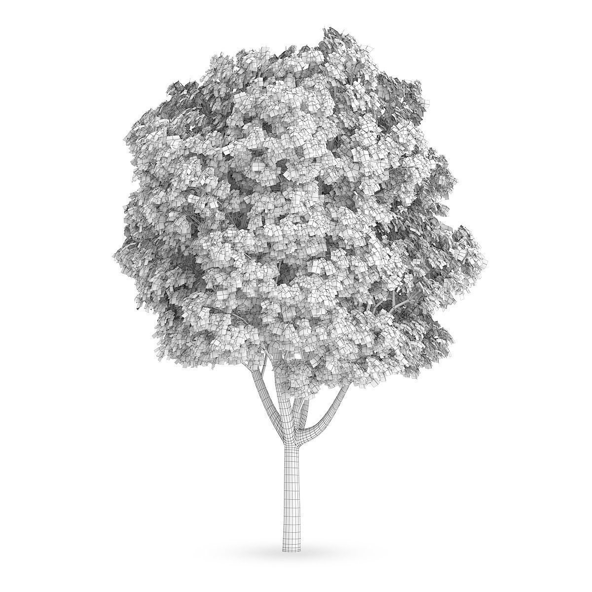 Common Ash 3D model_3