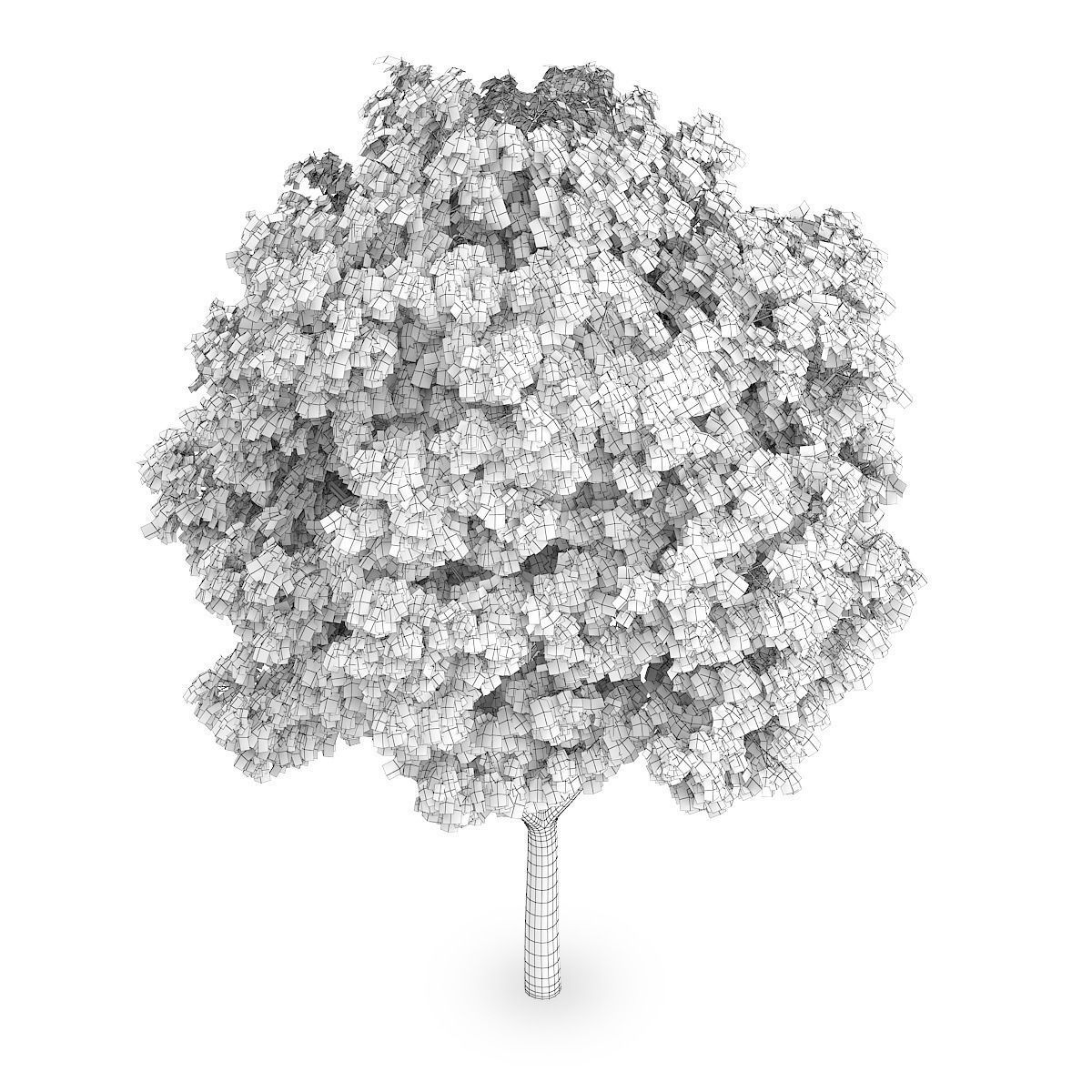 Common Ash 3D model_5