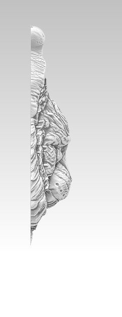 Lynx cat wild cat puma tiger Detailed relief 3D print model_2