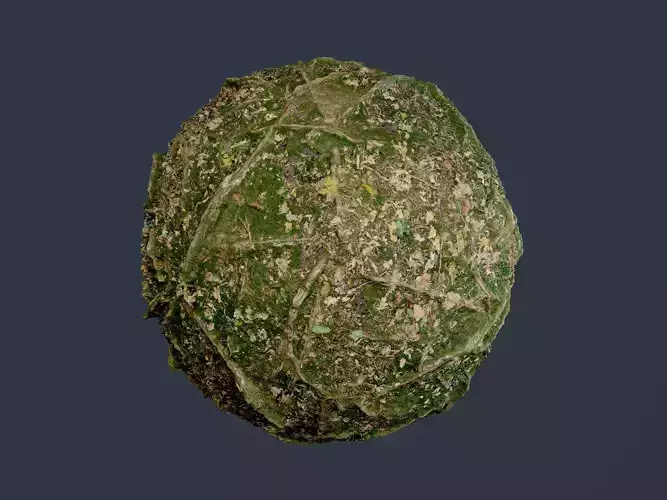 Forest Ground Terrain Seamless PBR Texture 01 Texture