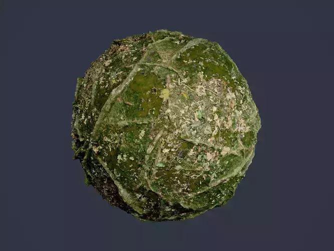 Forest Ground Seamless PBR Texture 04 Texture