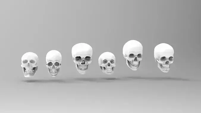 skulls collection group of human