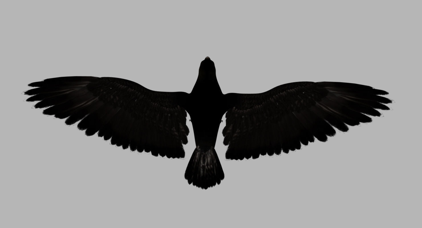 raven 3d model with wings spread 3D model_8
