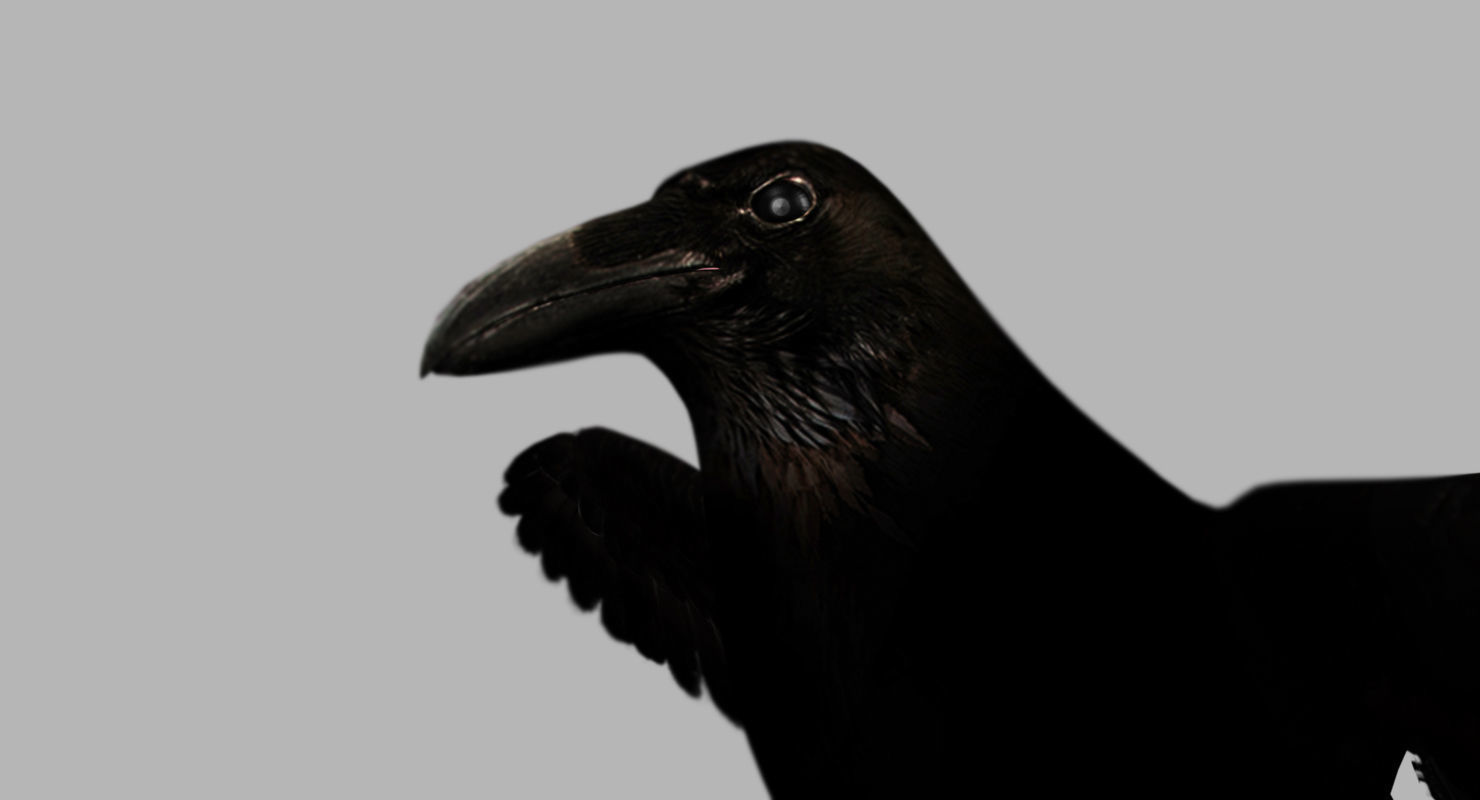 raven 3d model with wings spread 3D model_7