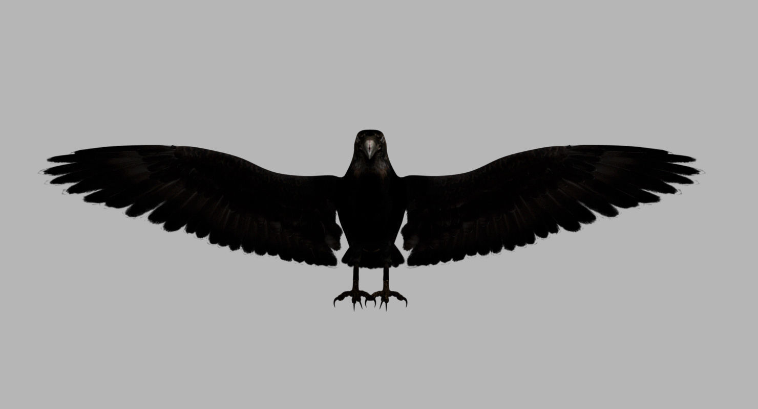 raven 3d model with wings spread 3D model_9