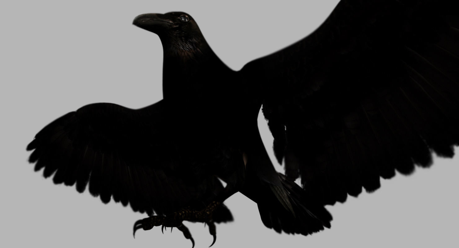 raven 3d model with wings spread 3D model_10