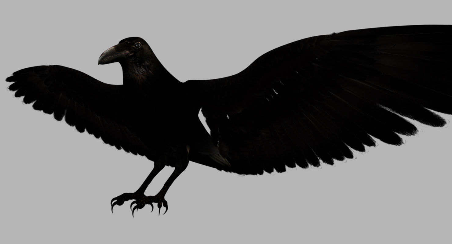 raven 3d model with wings spread 3D model_6
