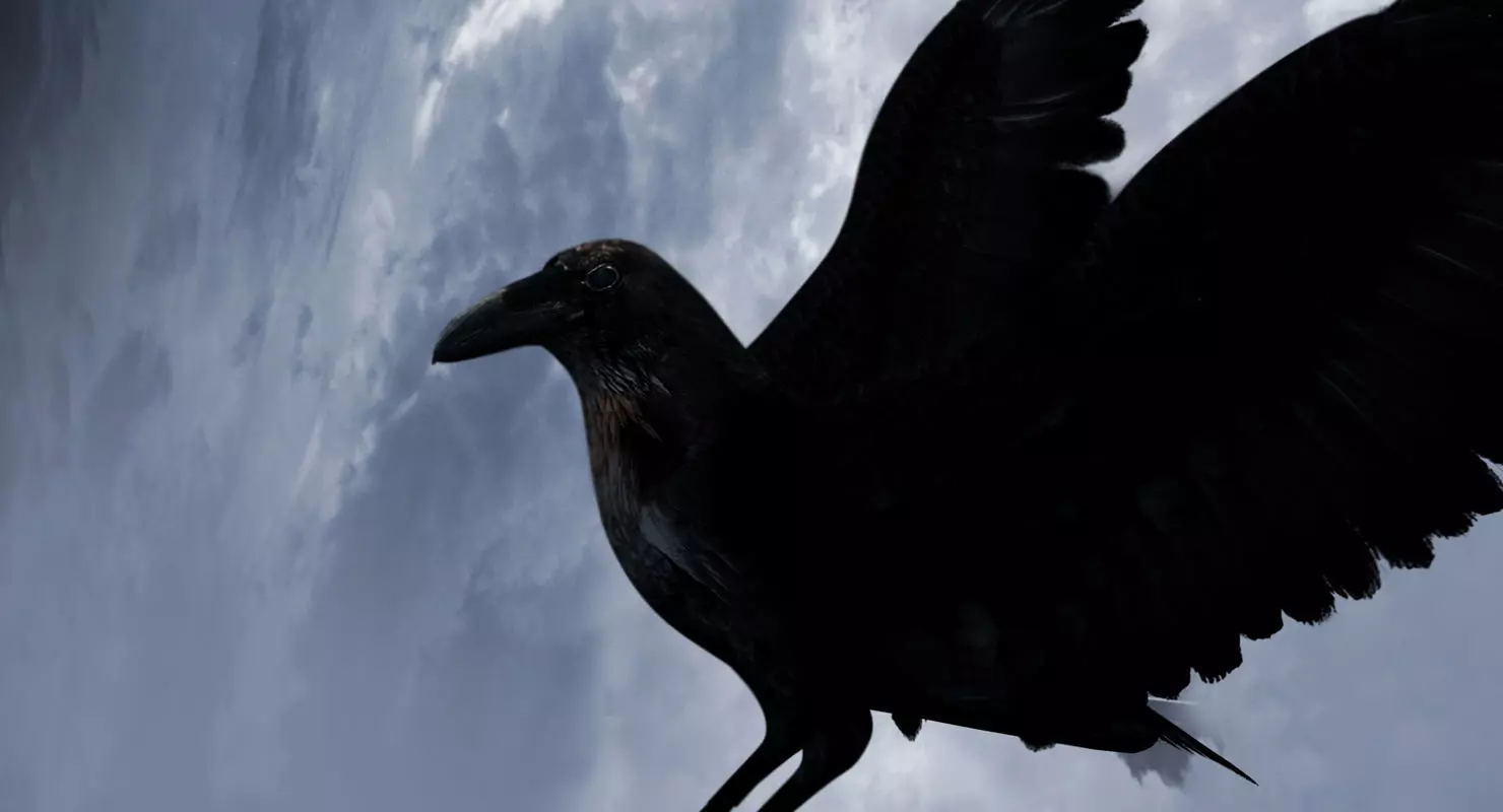 raven 3d model with wings spread 3D model_0