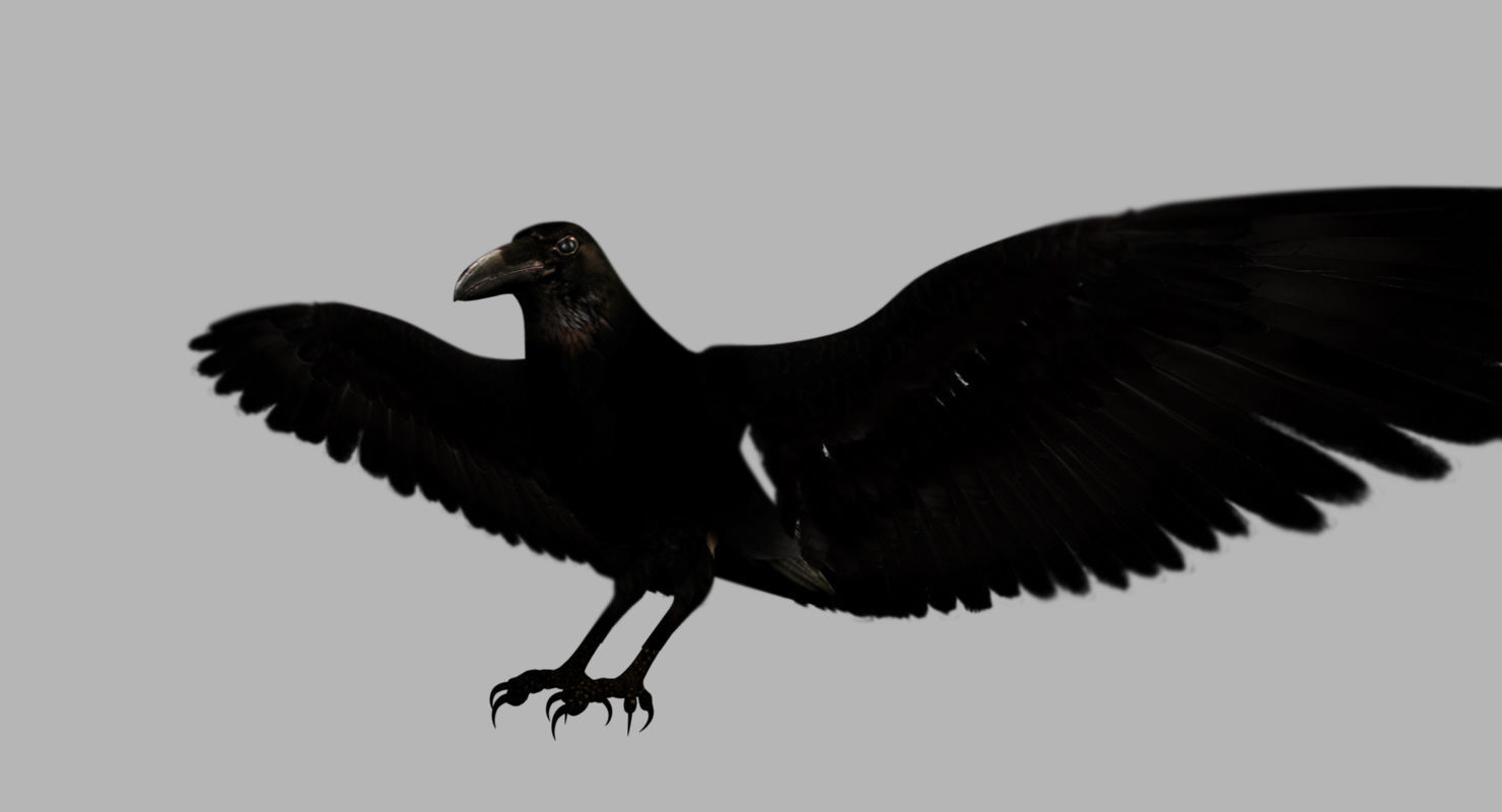 raven 3d model with wings spread 3D model_2