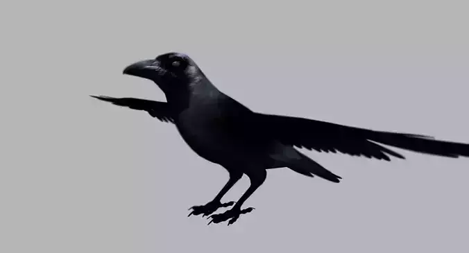 crow bird 3d model 3D model