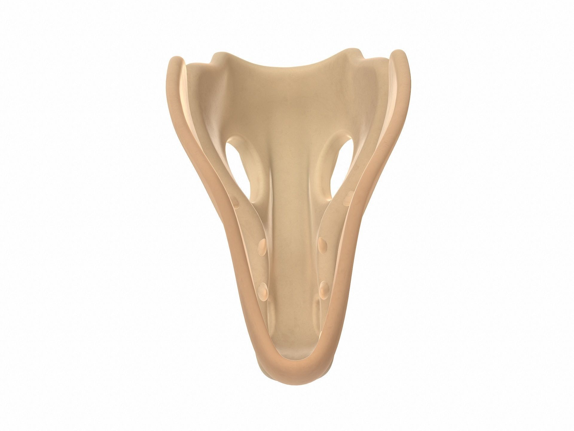 Dinosaur Skull 3D model_6