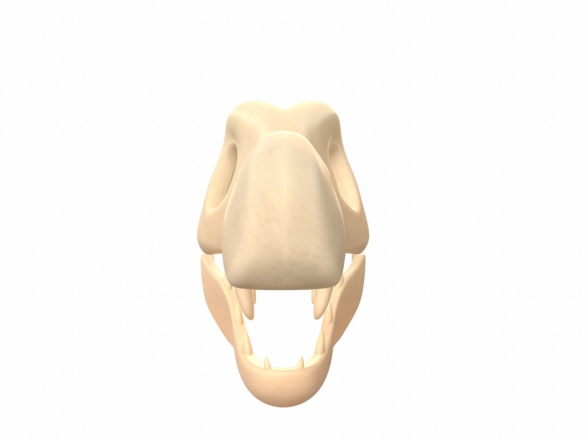 Dinosaur Skull 3D model_2