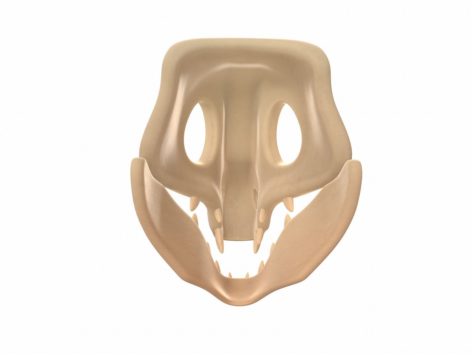 Dinosaur Skull 3D model_5