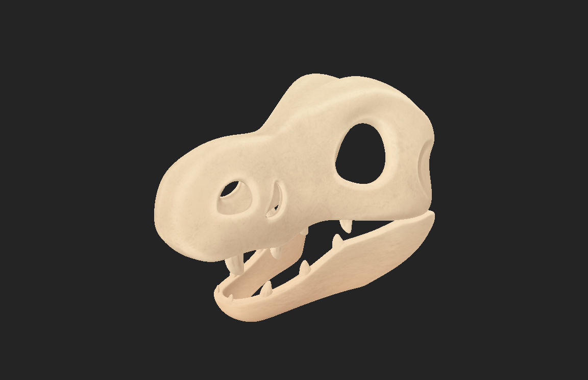Dinosaur Skull 3D model_13