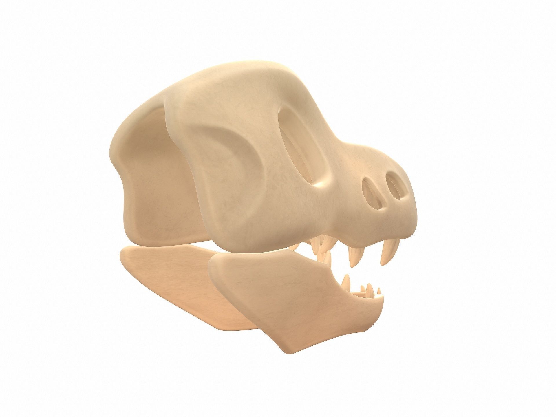 Dinosaur Skull 3D model_4