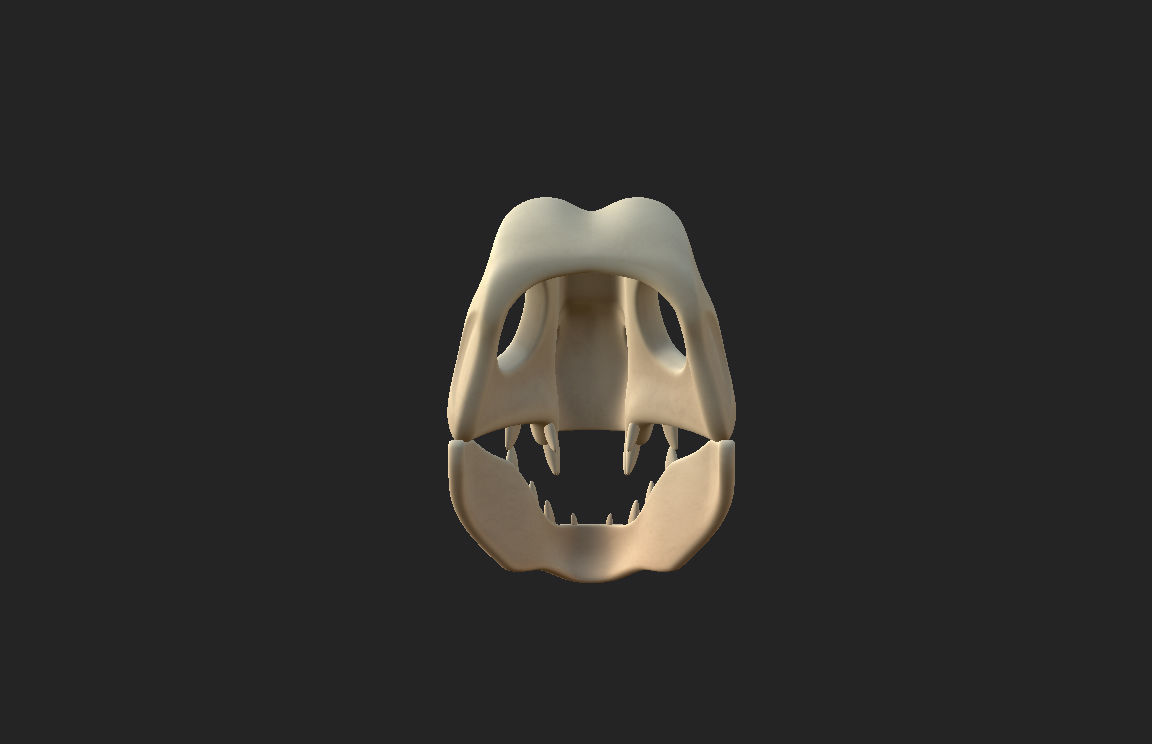 Dinosaur Skull 3D model_19