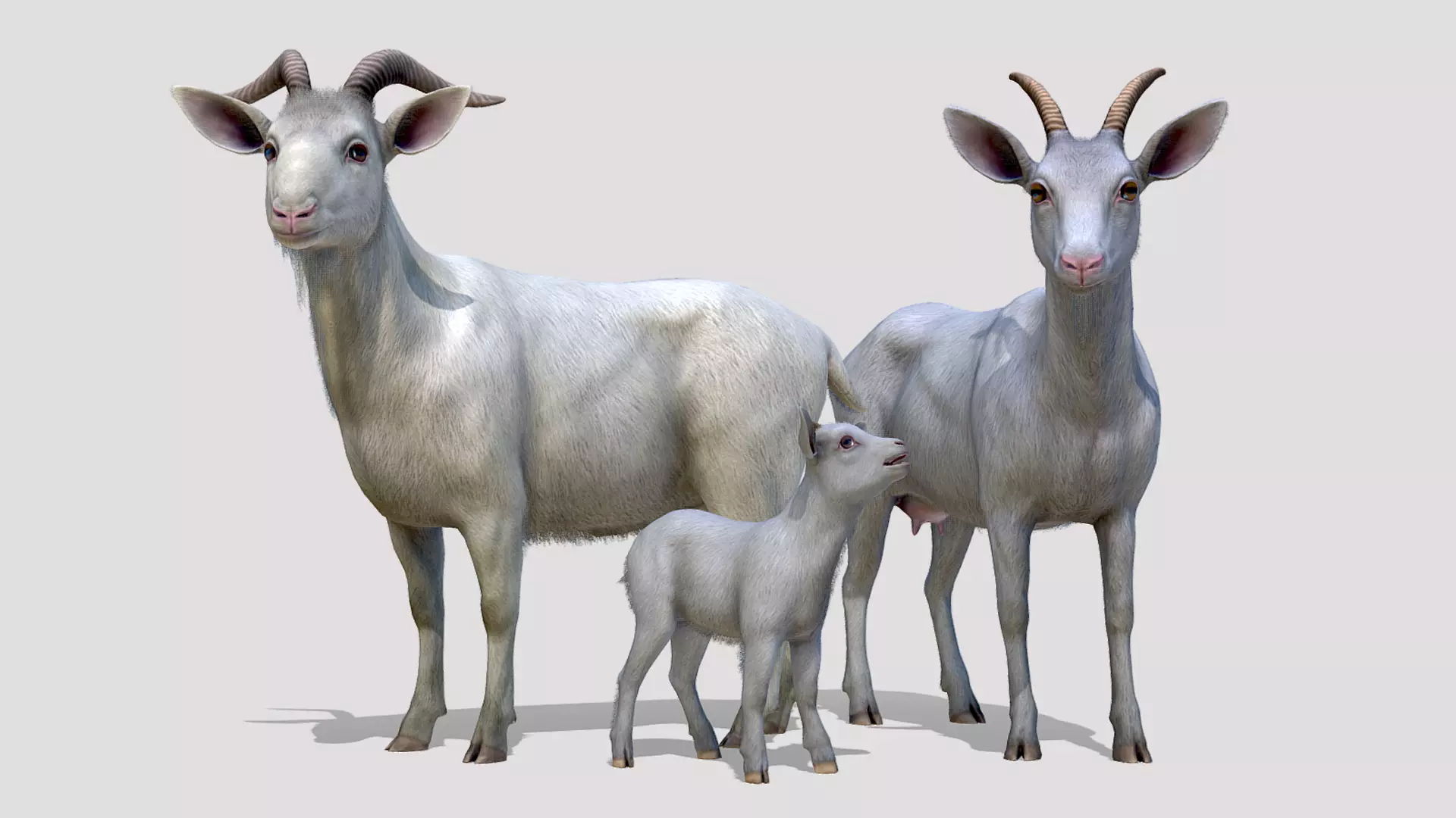 Goat family Low-poly 3D model_0