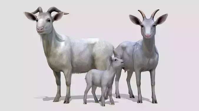 Goat family Low-poly 3D model