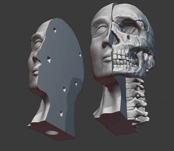 Skull and cervical spine model 3D print model