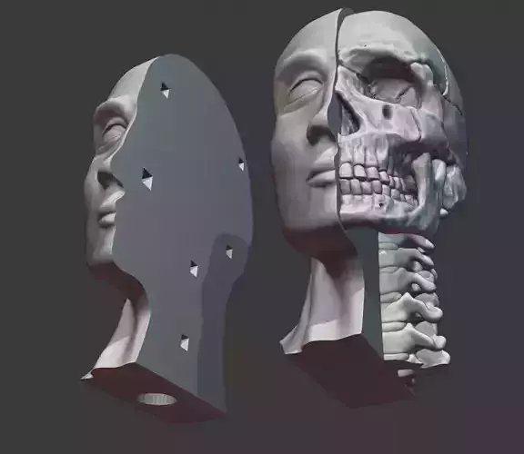 Skull and cervical spine model 3D print model