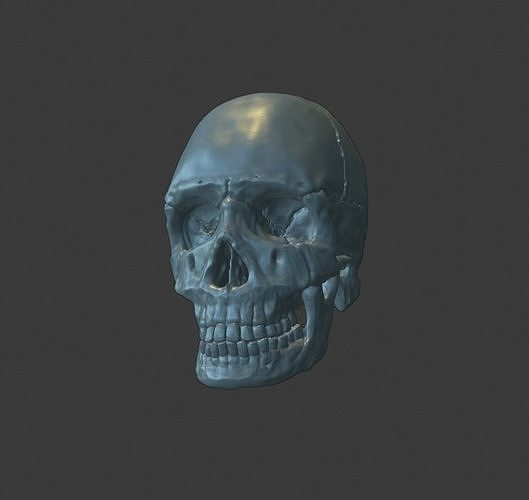 Skull human 3D print model