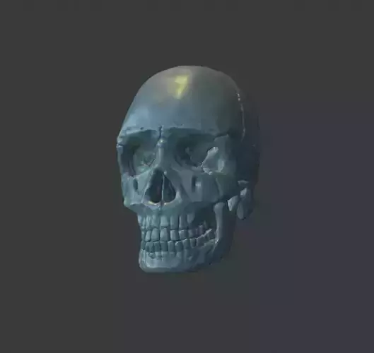 Skull human 3D print model