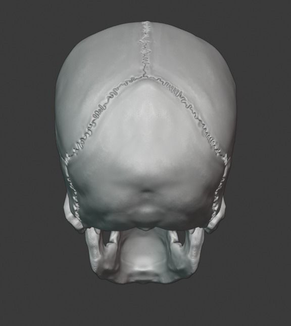 Skull human 3D print model_7