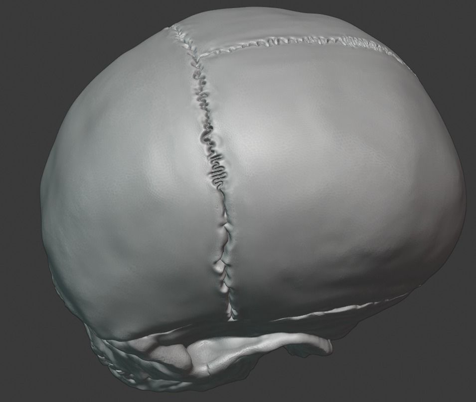 Skull human 3D print model_11