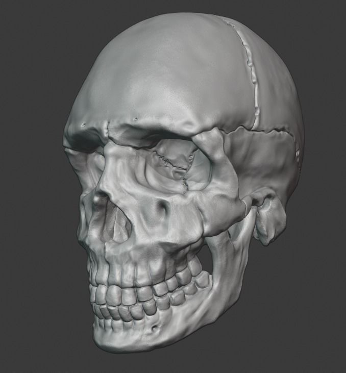 Skull human 3D print model_4