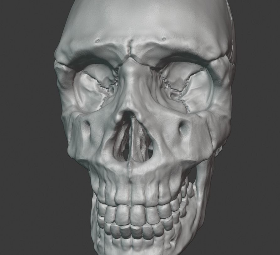Skull human 3D print model_2