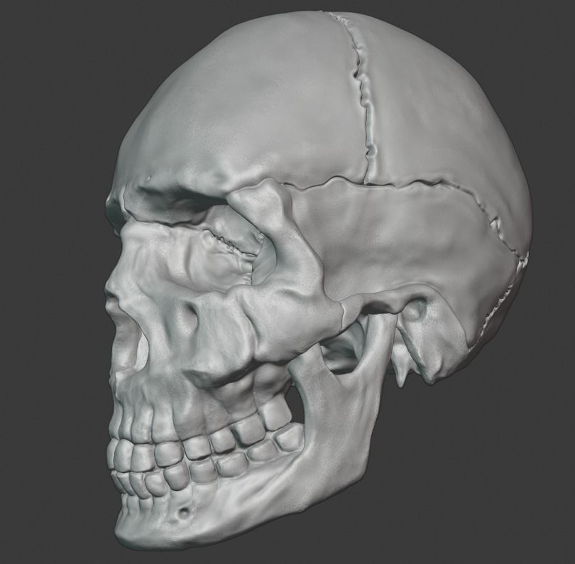 Skull human 3D print model_3