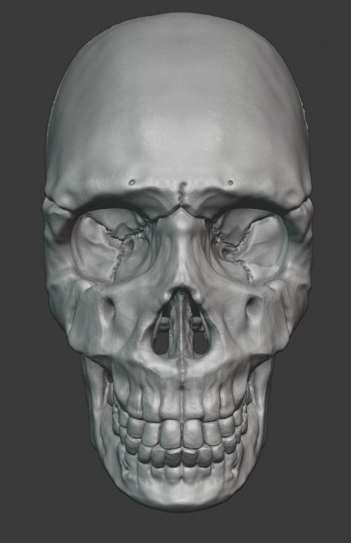 Skull human 3D print model_1