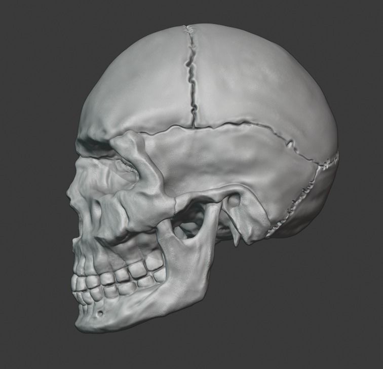 Skull human 3D print model_5