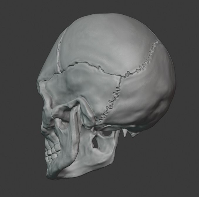 Skull human 3D print model_6