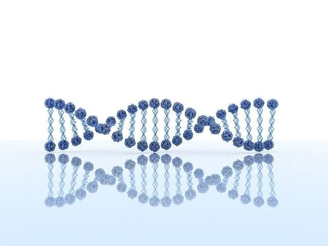 DNA Model 2 strand 3D model