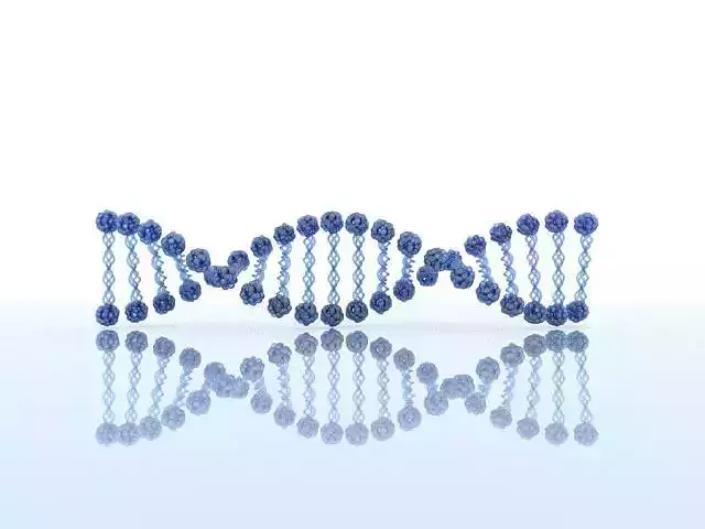 DNA Model 2 strand 3D model