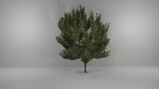 Tree-1 tree