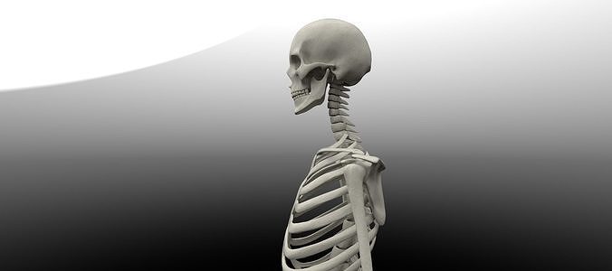 Skeleton 3d model human 3D model