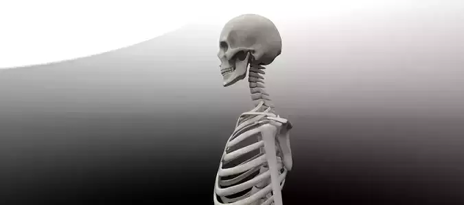 Skeleton 3d model human