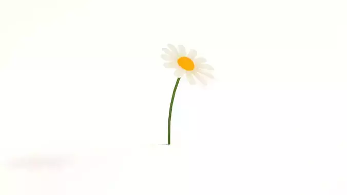 Flower daisy