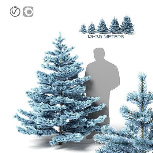 Low blue spruce 3D model