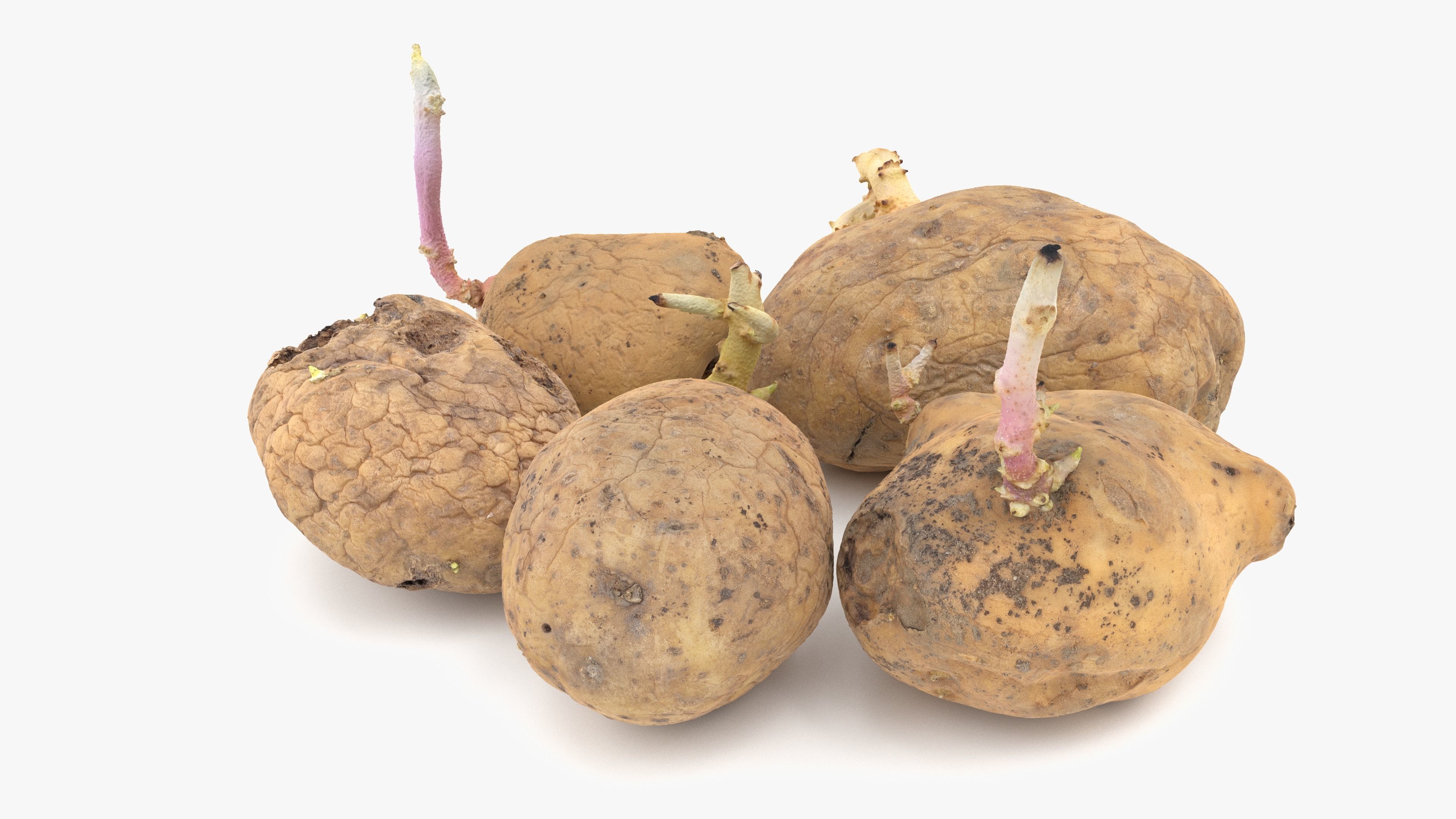 Old Potatoes with Sprouts Low-poly 3D model_6