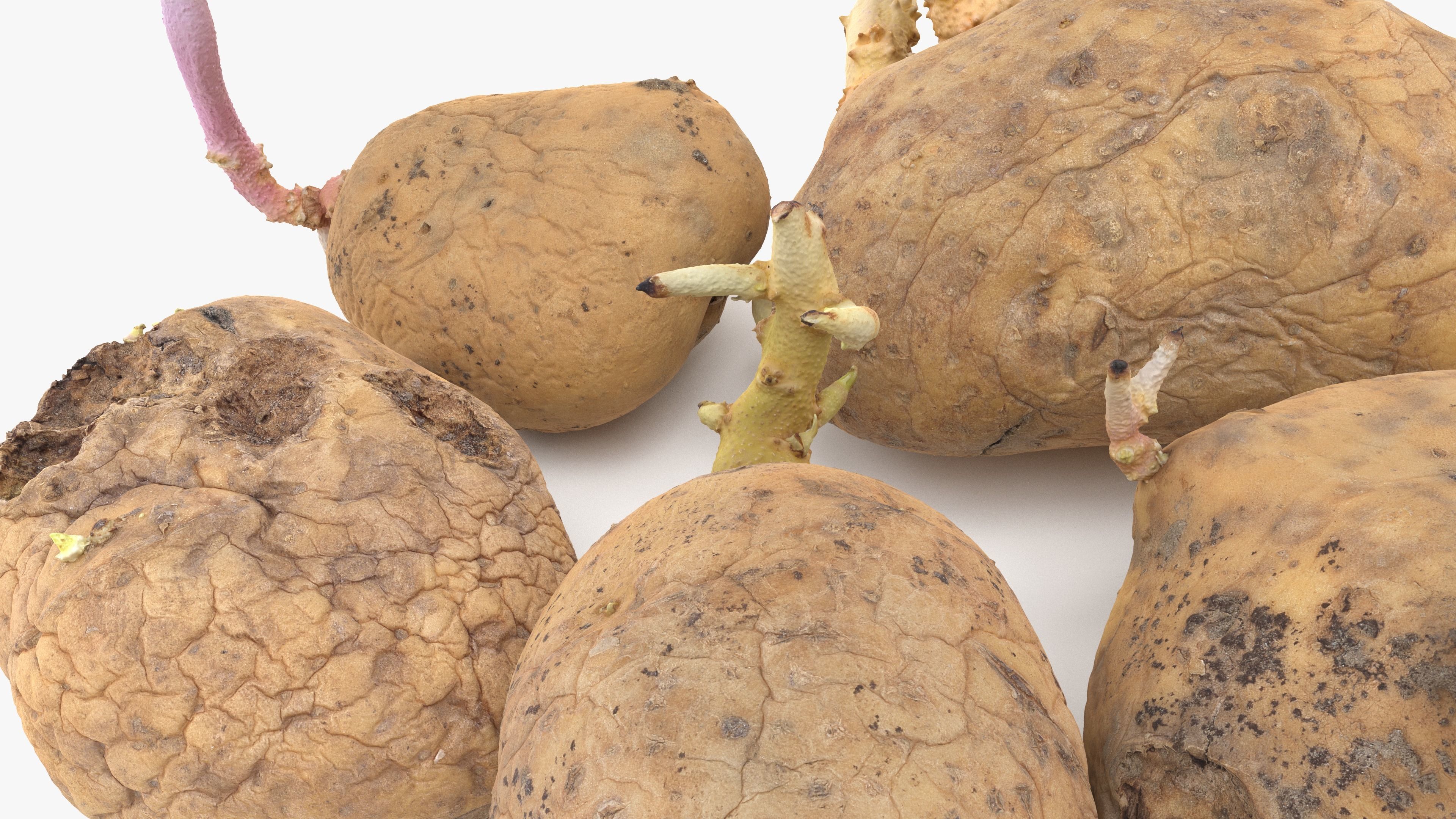 Old Potatoes with Sprouts Low-poly 3D model_8