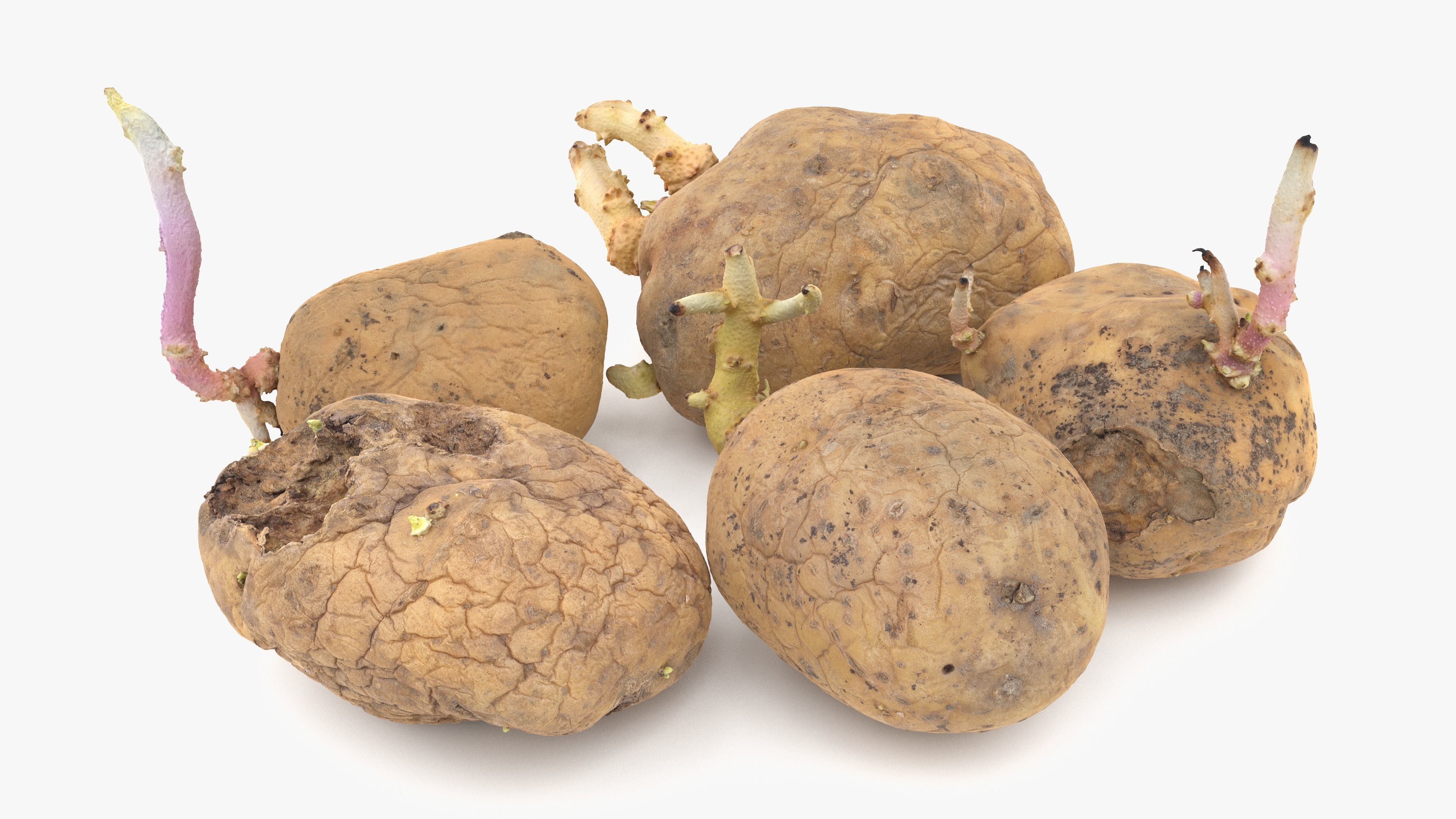 Old Potatoes with Sprouts Low-poly 3D model_3