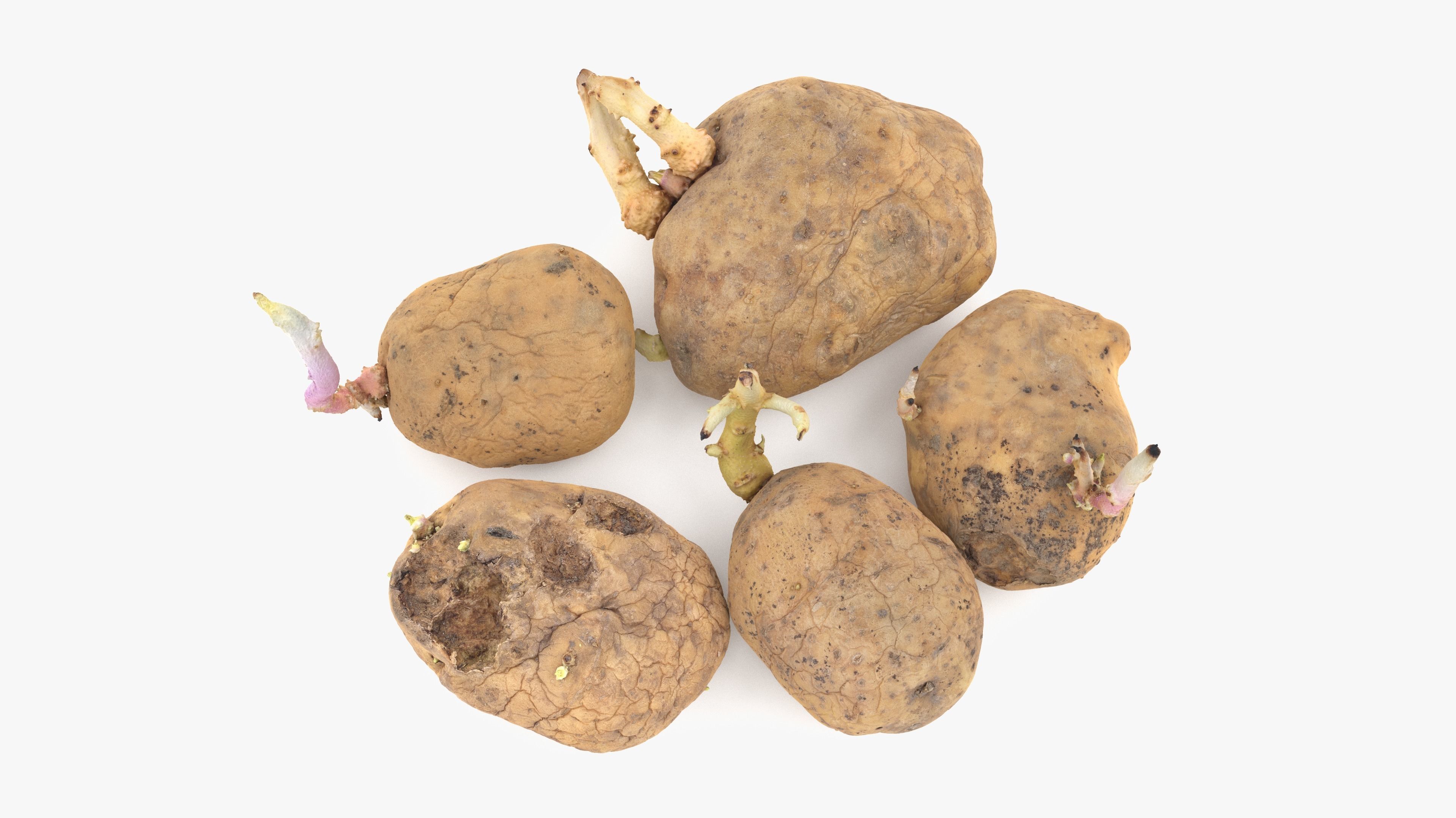Old Potatoes with Sprouts Low-poly 3D model_7