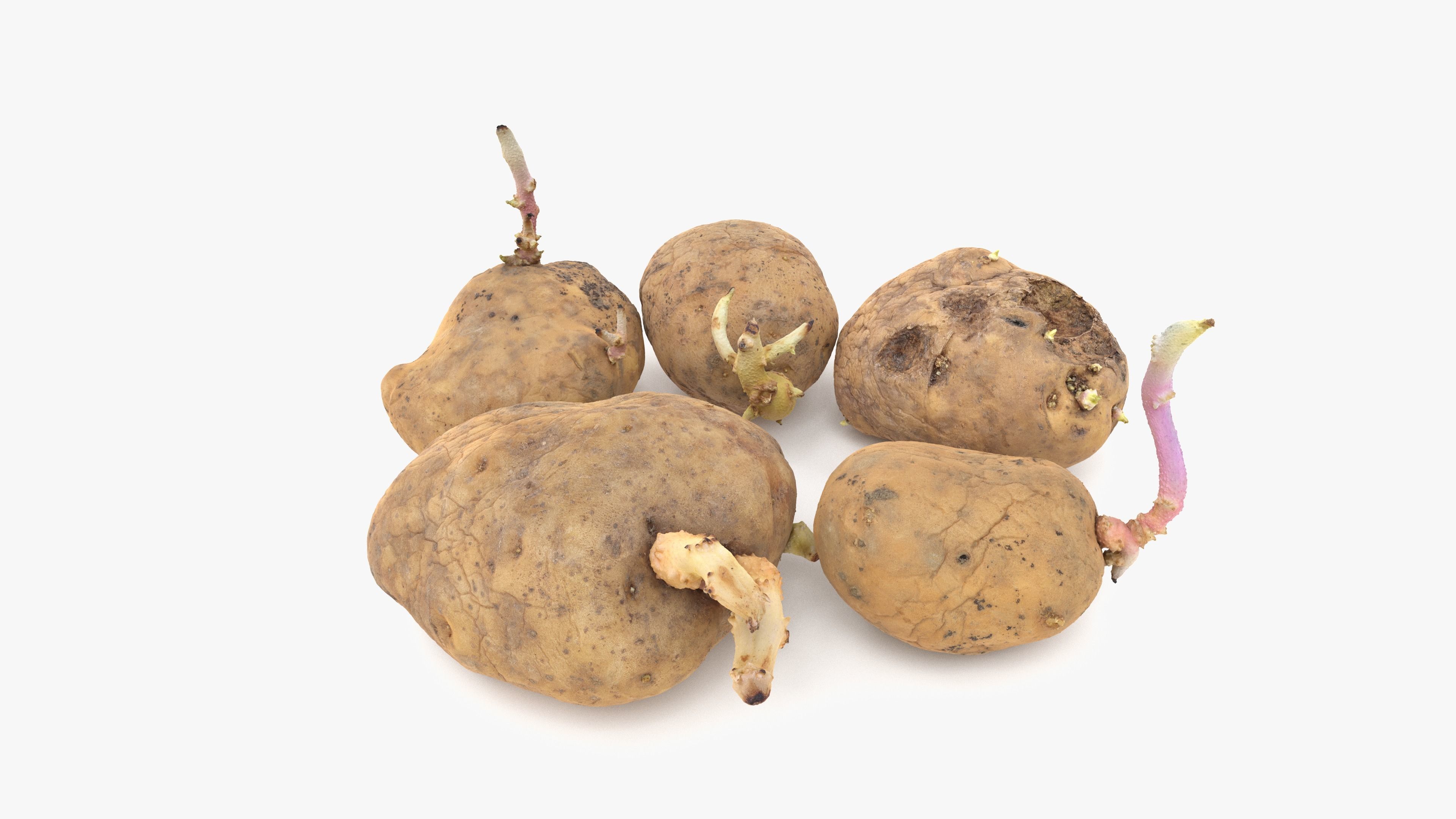 Old Potatoes with Sprouts Low-poly 3D model_15